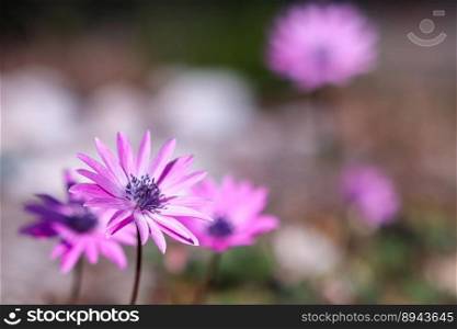 anemone pink anemone wildflowers