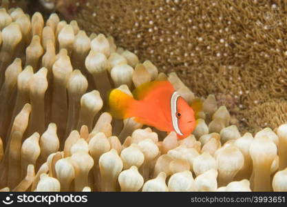 Anemonefish and sea anemone