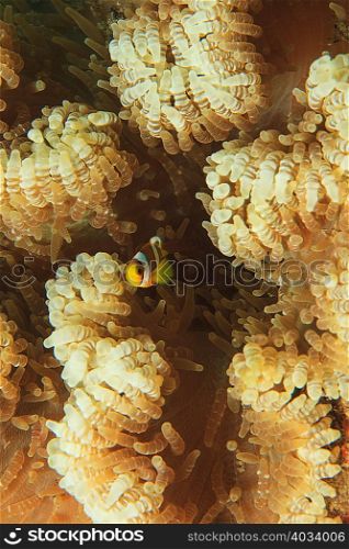 Anemonefish swimming in anemone