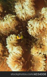 Anemonefish swimming in anemone