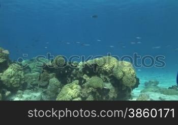 Anemonen, Korallen und Fische im Meer