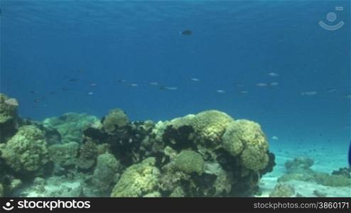 Anemonen, Korallen und Fische im Meer