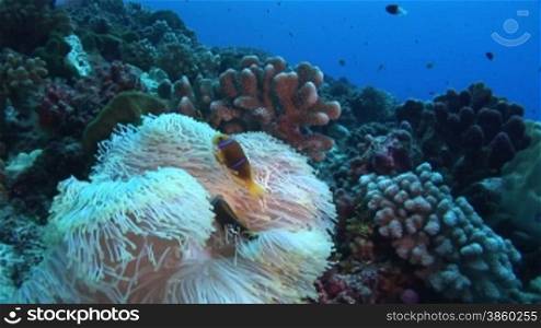 Anemonenfische, Amphiprion, Clownfische am Korallenriff