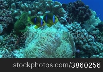 Anemonenfische, Amphiprion, Clownfische am Korallenriff