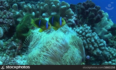 Anemonenfische, Amphiprion, Clownfische am Korallenriff