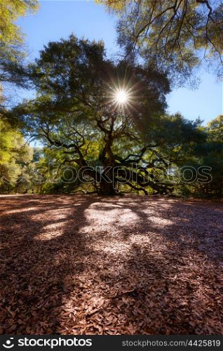 Angel Oak Tree, Charleston, South Carolina, USA