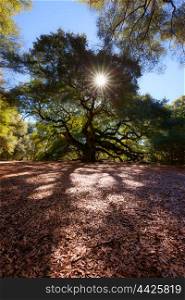 Angel Oak Tree, Charleston, South Carolina, USA