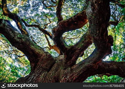 Angel Oak Tree on John's Island South Carolina