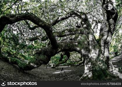 Angel Oak Tree on John's Island South Carolina