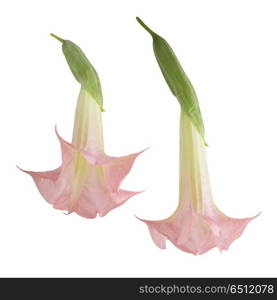 Angel&rsquo;s Trumpet Flowers isolated on white background. Angel&rsquo;s Trumpet Flowers.