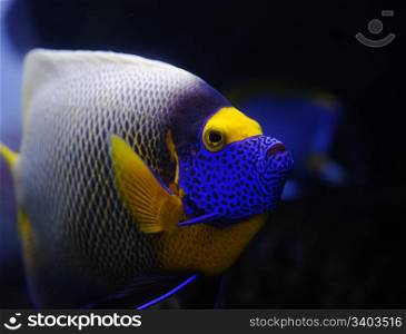 Angelfish in a Moscow Zoo aquarium