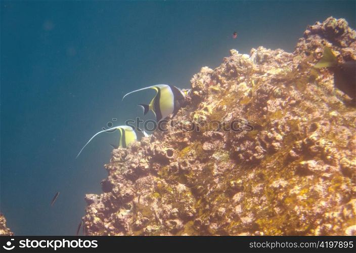 Angelfish swimming underwater, Darwin Bay, Genovesa Island, Galapagos Islands, Ecuador