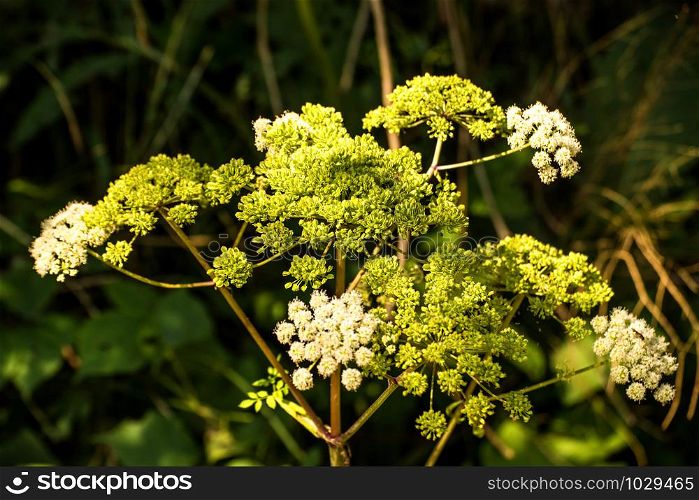 Angelica, medicinal herb with flower in summer