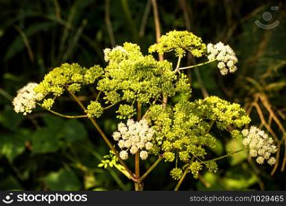 Angelica, medicinal herb with flower in summer