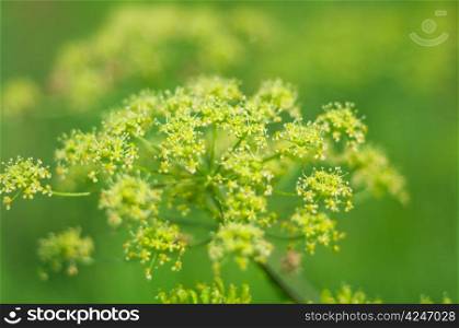 Angelica plan. Close-up .Shallow depth-of-field.