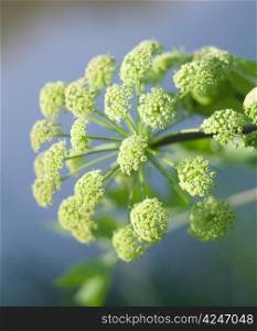 Angelica plan. Close-up .Shallow depth-of-field.