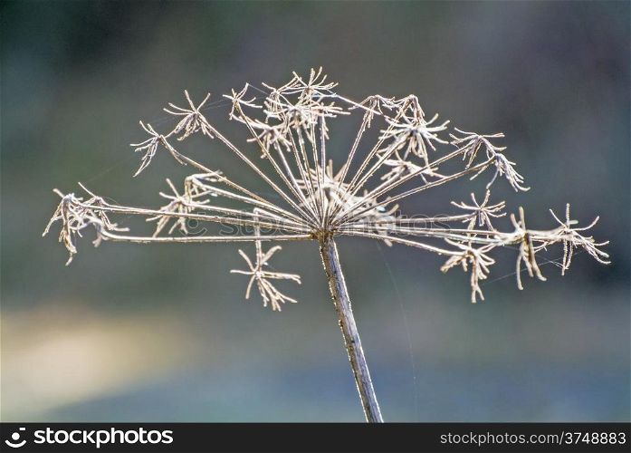 Angelica sylvestris, medicinal plant, seeds in back light