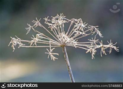 Angelica sylvestris, medicinal plant, seeds in back light