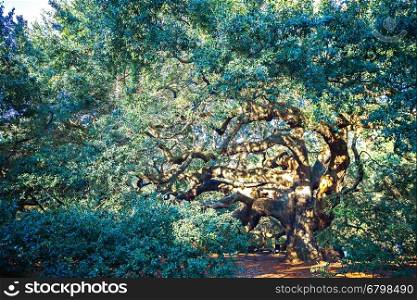 Angle Oak Tree in Johns Island of South Carolina