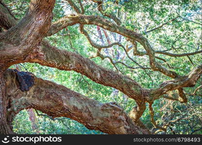 Angle Oak Tree in Johns Island of South Carolina