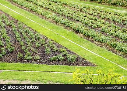 angle shape grass way in green garden from elevated view