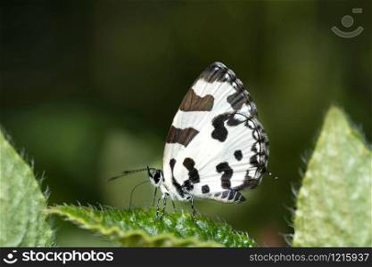 Angled Pierrot Butterfly, Caleta decidia, Kas, Satara, Maharashtra, India