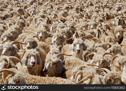 Angora goats crammed in a paddock on a rural South African farm