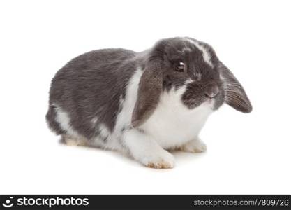 angora rabbit. angora rabbit in front of a white background