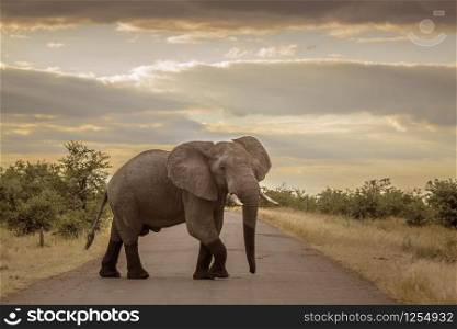 Angry African bush elephant crossing safari road in Kruger National park, South Africa ; Specie Loxodonta africana family of Elephantidae. African bush elephant in Kruger National park, South Africa