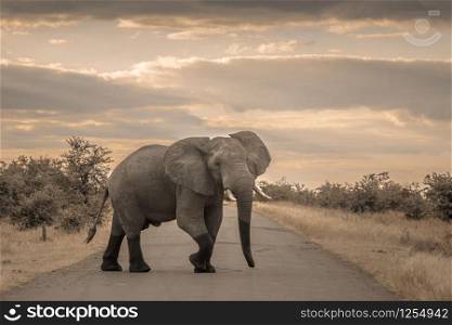 Angry African bush elephant crossing safari road in Kruger National park, South Africa ; Specie Loxodonta africana family of Elephantidae. African bush elephant in Kruger National park, South Africa