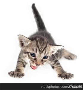 Angry kitten on white background