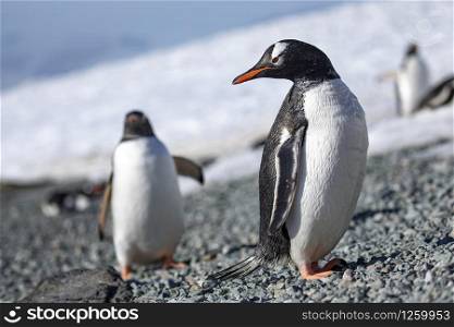 Angry-looking penguin looks back over his shoulder in a group of penguins