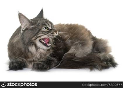 angry maine coon in front of white background