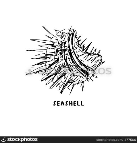 Angular murex seashell hand drawn vector logo with lettering. Seashore conch, mollusk monochrome sketch. Freehand outline clam shell engraving. Conchology isolated design element. Realistic ink pen drawing. Angular murex conch hand drawn ink pen sketch