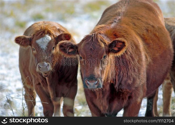 Angus Hereford Cow and Calf standing together at winter pasture, watching,