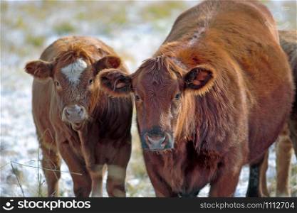 Angus Hereford Cow and Calf standing together at winter pasture, watching,