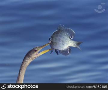 Anhinga (Anhinga anhinga) With a Fish in its Beak