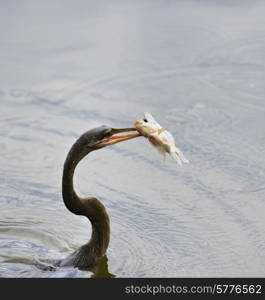 Anhinga Downing A Fish In Florida Wetlands