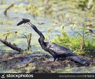 Anhinga downing a fish in the swamp in Florida