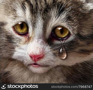 Animal abuse and pet cruelty and neglect with a sad crying kitten cat looking at the viewer with a tear of despair as a concept of the need for humane treatment of living things.