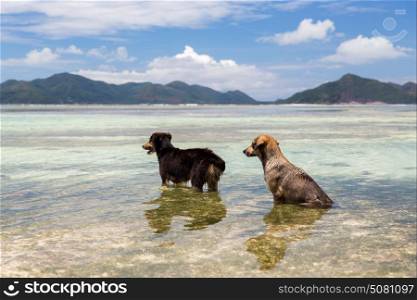animal and nature concept - wild dogs in sea or indian ocean water on seychelles beach. dogs in sea or indian ocean water on seychelles