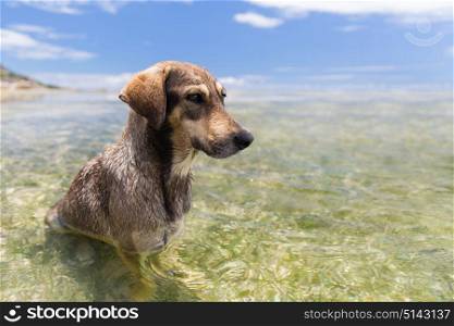 animal and nature concept - wild dogs in sea or indian ocean water on seychelles beach. dogs in sea or indian ocean water on seychelles