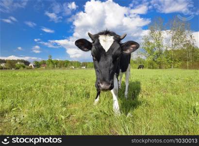 Animal big snout. The portrait of cow with big snout on the background of green field. Farm animal. Grazing cow. Animal big snout. The portrait of cow with big snout on the background of green field. Farm animals. Grazing cow