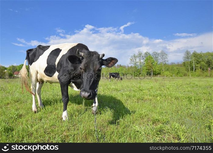 Animal big snout. The portrait of cow with big snout on the background of green field. Farm animal. Grazing cow. The portrait of cow with big snout on the background of green field. Farm animal. Grazing cow