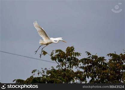 animal bird heron egret