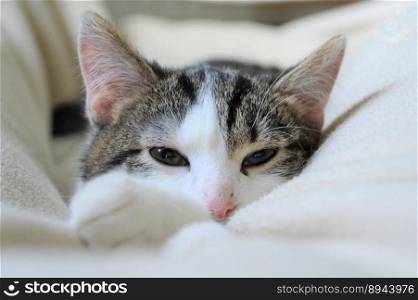 animal cat feline domesticated