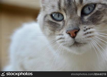 animal cat feline pet fur