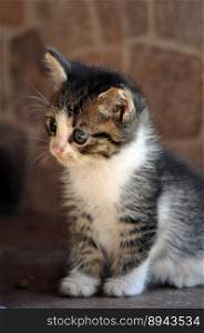 animal cat fur whiskers kitten