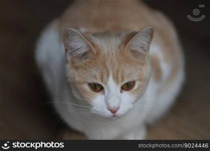 animal cat mammal feline fur