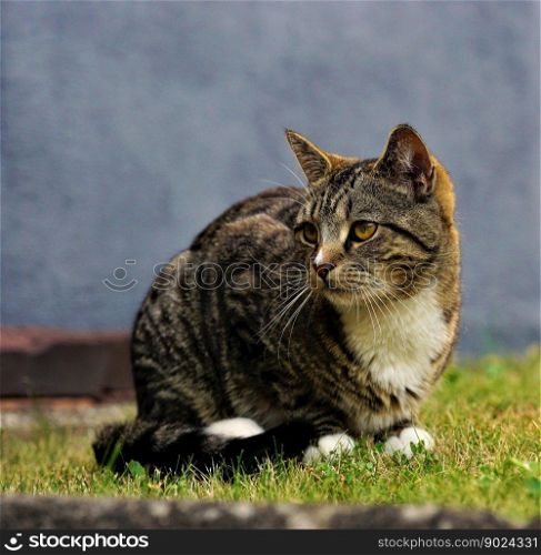 animal cat mammal species fauna